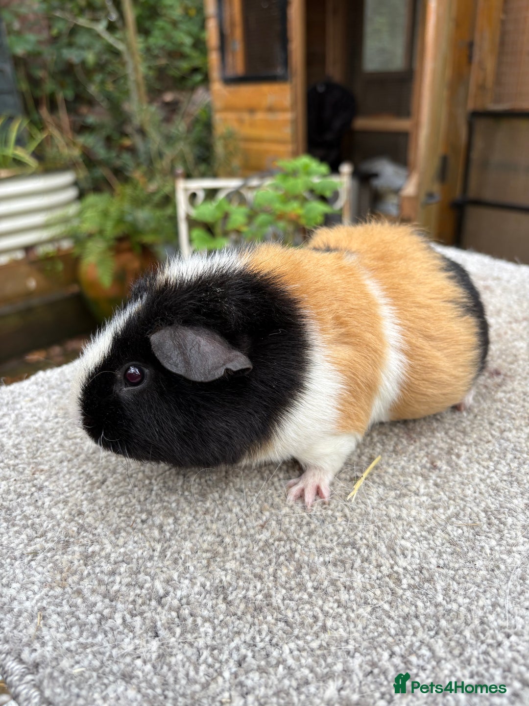 Guinea Pig rodents for sale: Various young guinea pig sows - Advert 2