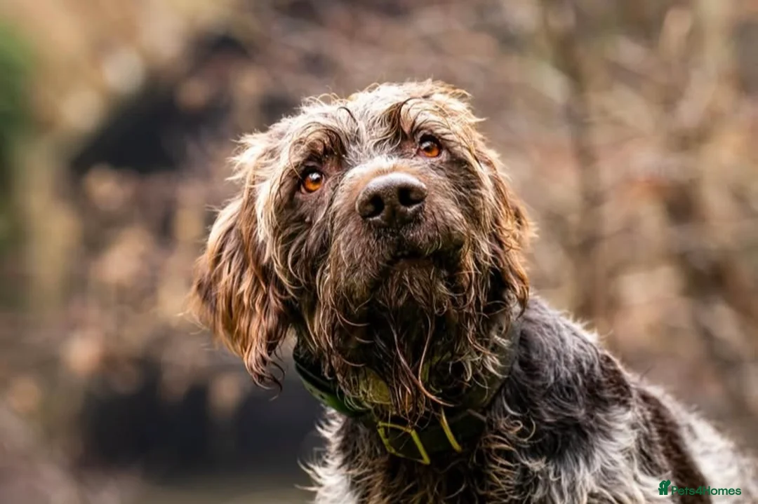German Wirehaired Pointer dogs for stud: HUNTSTAFF BANDSMAN AT STUD - Advert 1