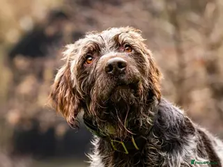 German Wirehaired Pointer dogs HUNTSTAFF BANDSMAN AT STUD - Advert 3