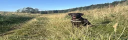 Labrador Retriever dogs for sale: Exceptional KC-Registered Black Labrador Puppies  in Saltburn-by-the-Sea - Advert 3