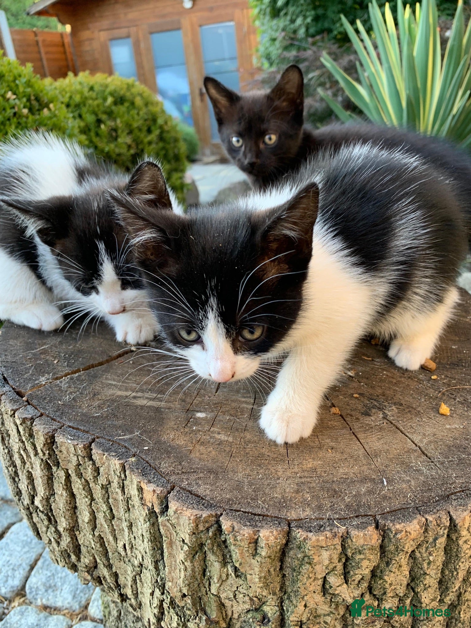 Mixed Breed cats Kittens - Advert 7
