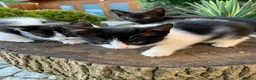 Mixed Breed cats for sale: Kittens - Advert 1
