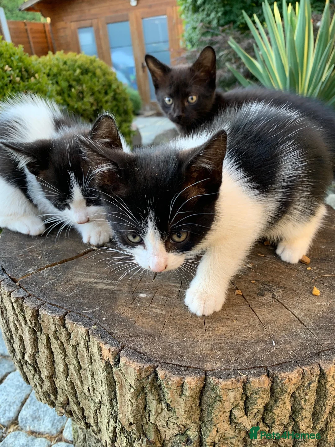 Mixed Breed cats for sale: Kittens - Advert 1