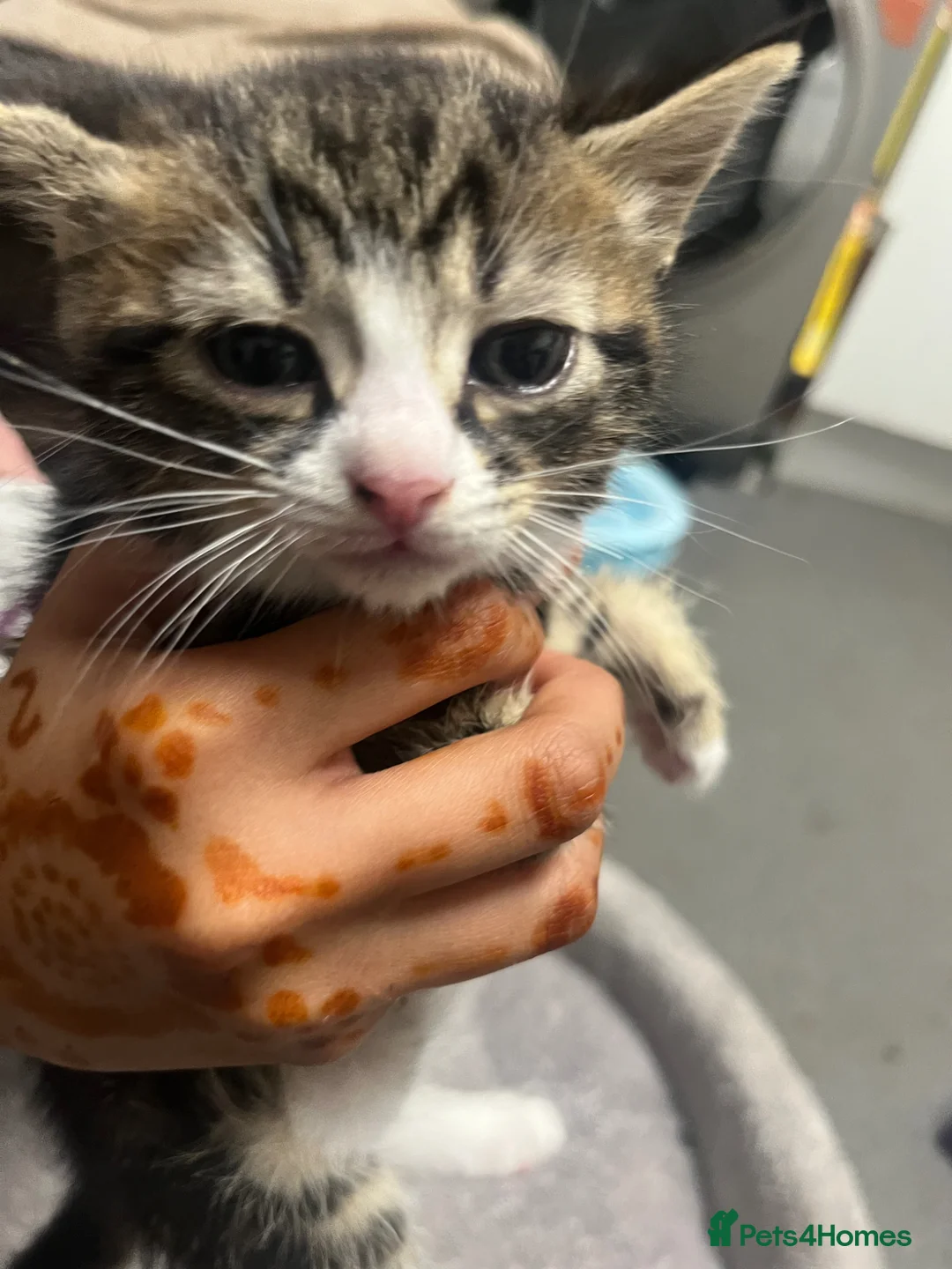 Mixed Breed cats for sale: 🐾 Beautiful Kittens Raised in a Family Home 🐾 - Advert 2