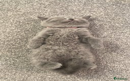 British Shorthair cats for sale: •Blue BSH Kittens – Ready Now . Last kitten left  - Image 24
