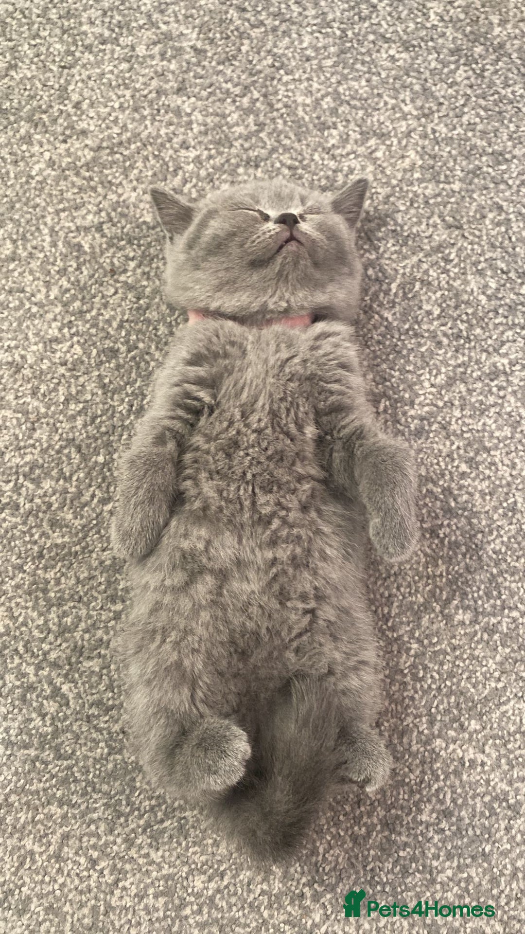British Shorthair cats for sale: •Blue BSH Kittens – Ready Now . Last kitten left  - Image 24