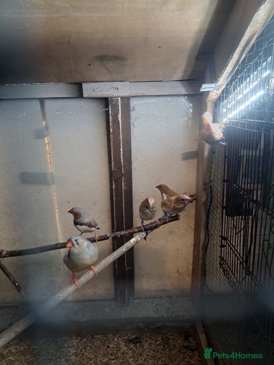 Finches birds for sale: Bengalese and pair of zebra finch  - Advert 4