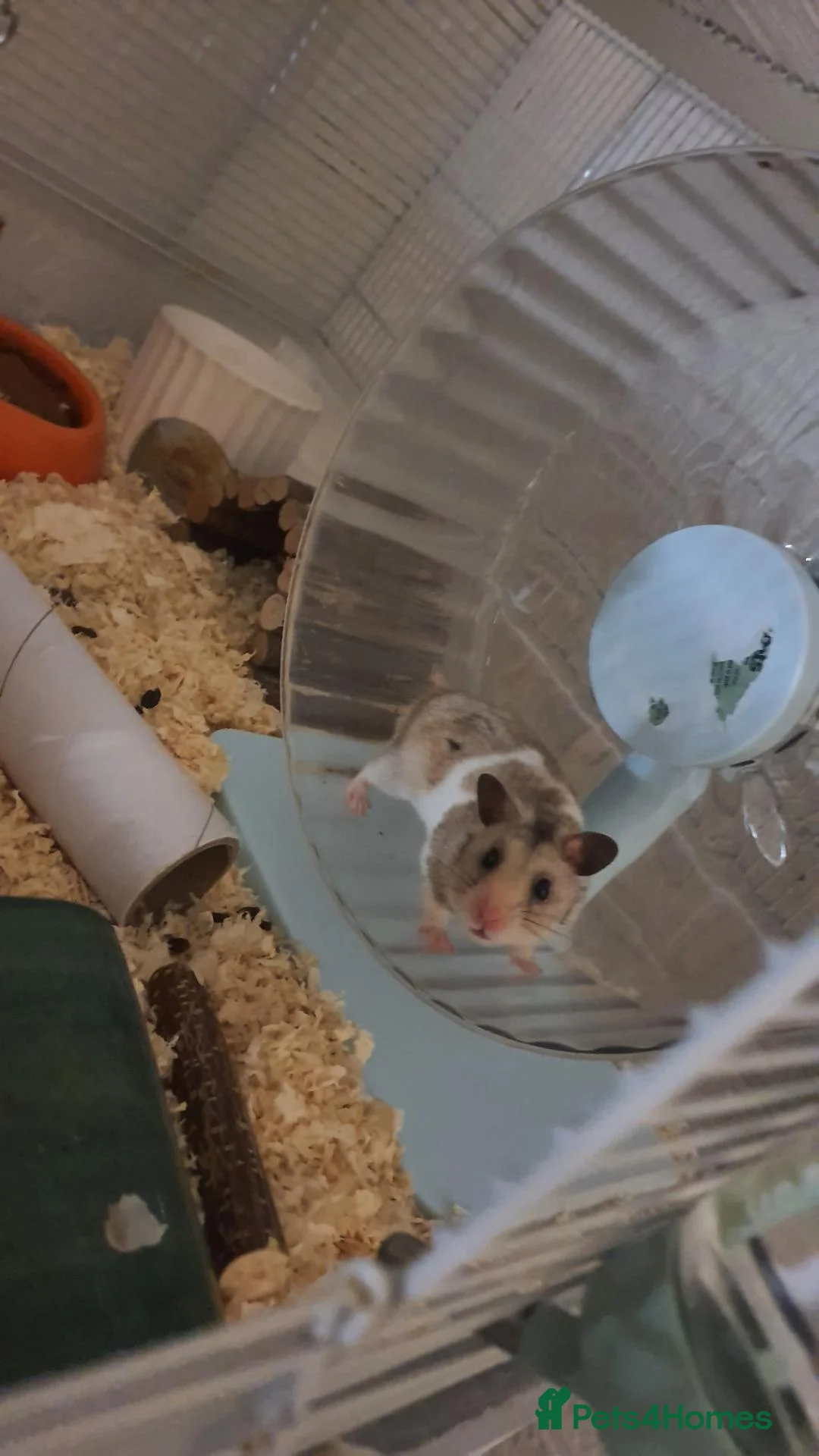 Hamster rodents for sale: Male hamster and set up - Advert 2