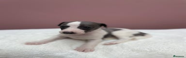 Whippet Puppy 3
