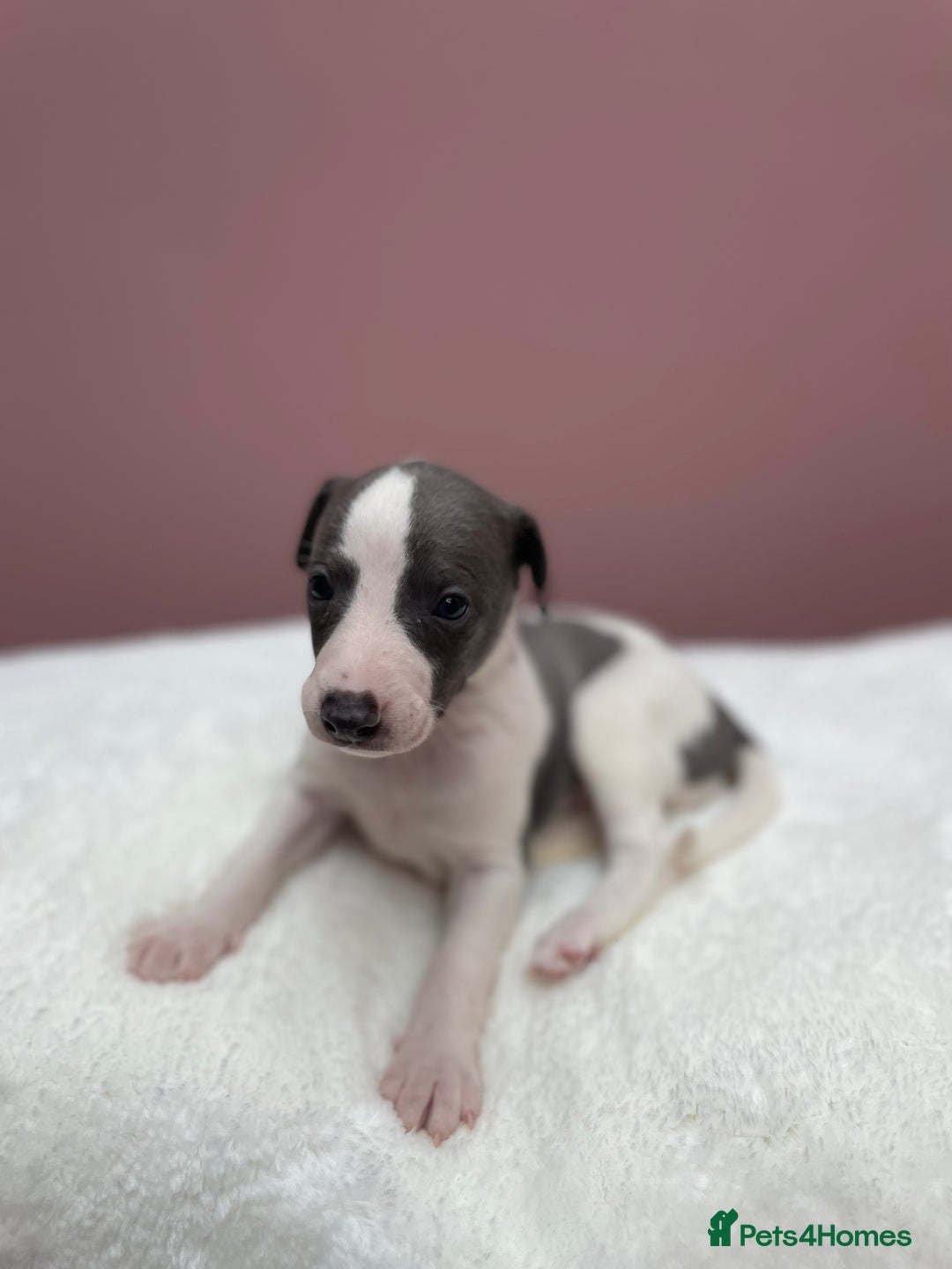 Whippet dogs for sale: 1 Gorgeous KC Reg Whippet Puppy  - Advert 17