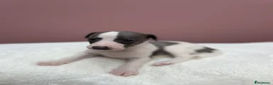 Whippet Puppy 3