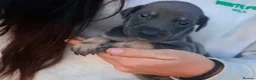 Lurcher dogs for sale: Beautiful Lurcher Pups - Advert 2