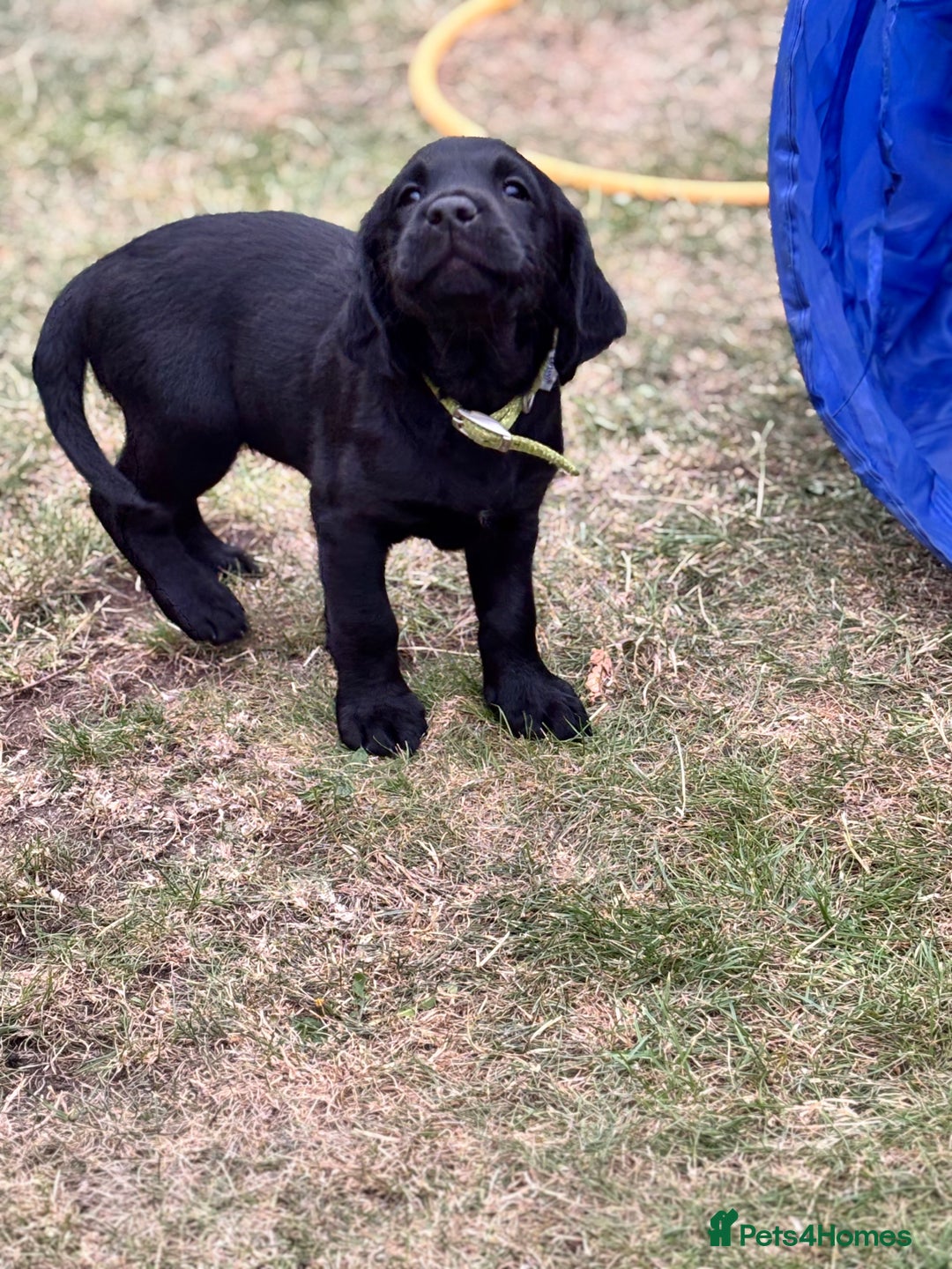 Mixed Breed dogs for sale: Sprockador Puppies  - Image 3
