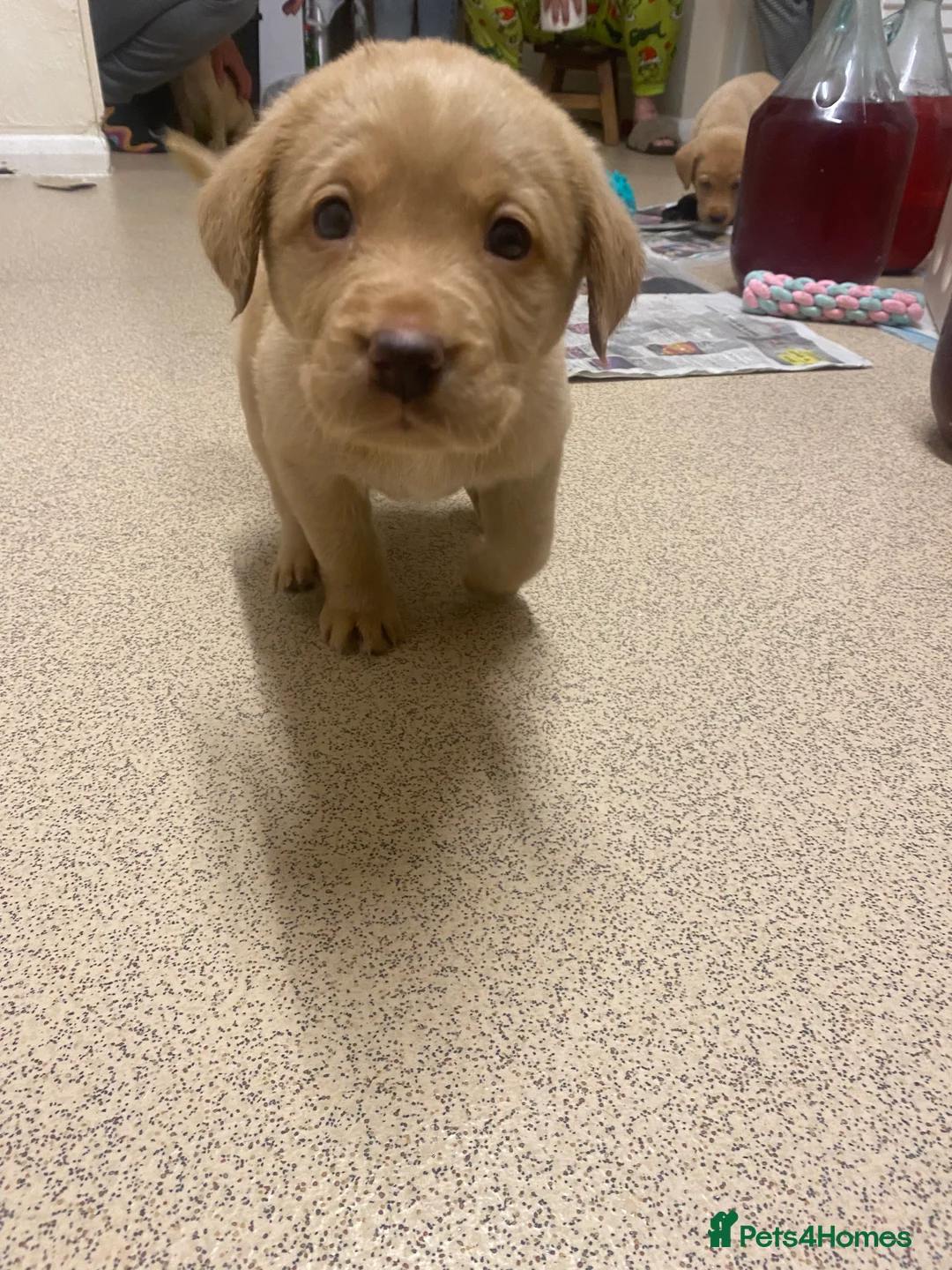 Labrador Retriever dogs for sale: * SOLD * Stunning litter of 9 golden labradors  - Advert 14