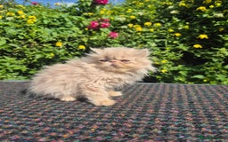 Persian cats for sale: 💙READY NOW💙🏆Champion sired boys💙 😸  - Image 14