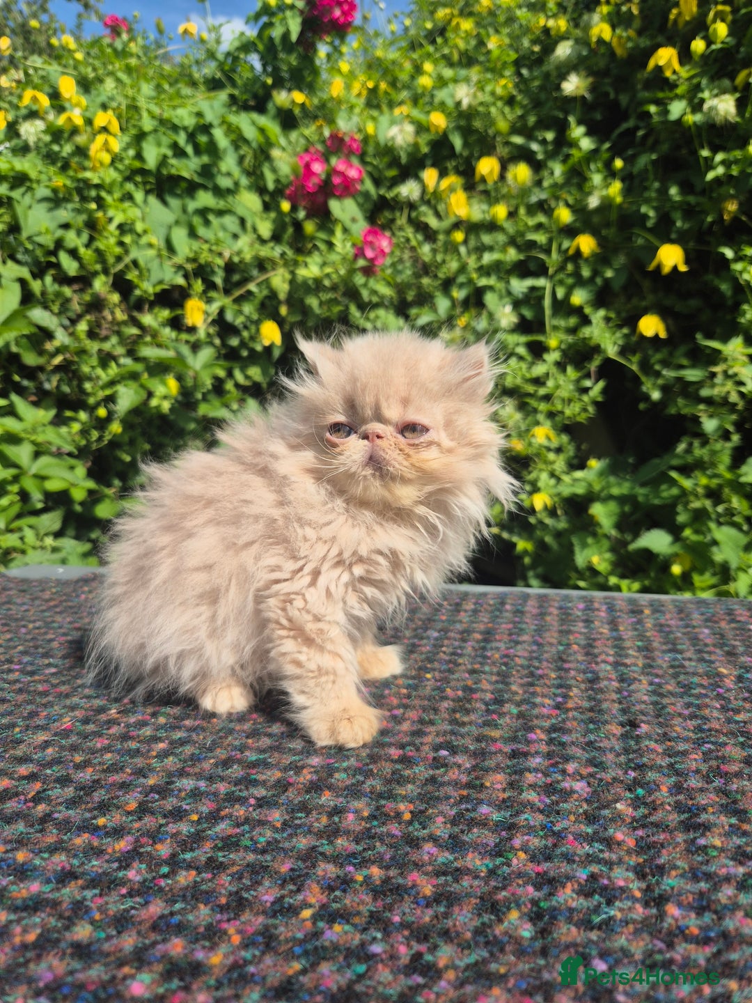 Persian cats for sale: 💙READY NOW💙🏆Champion sired boys💙 😸  - Image 14