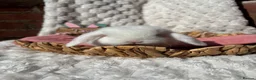 Mini Lop rabbits for sale: Mini Lops  - Advert 7