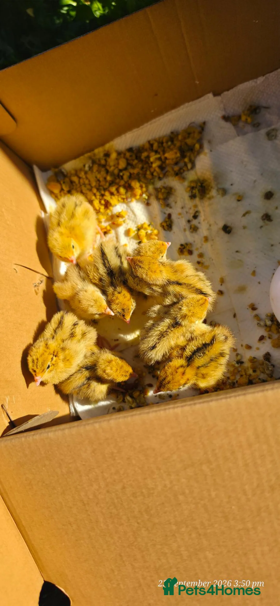 Quail poultry for sale: Quail chicks - Advert 1