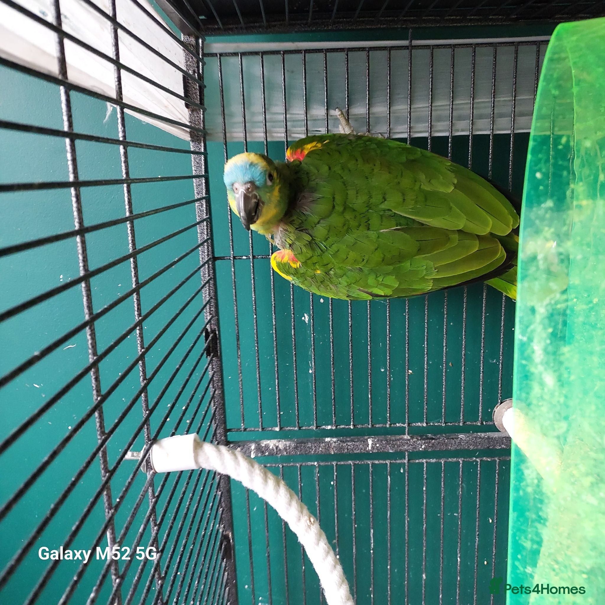 Parrots birds Blue fronted amazon parrot - Advert 1