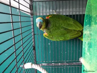 Parrots birds Blue fronted amazon parrot - Advert 1