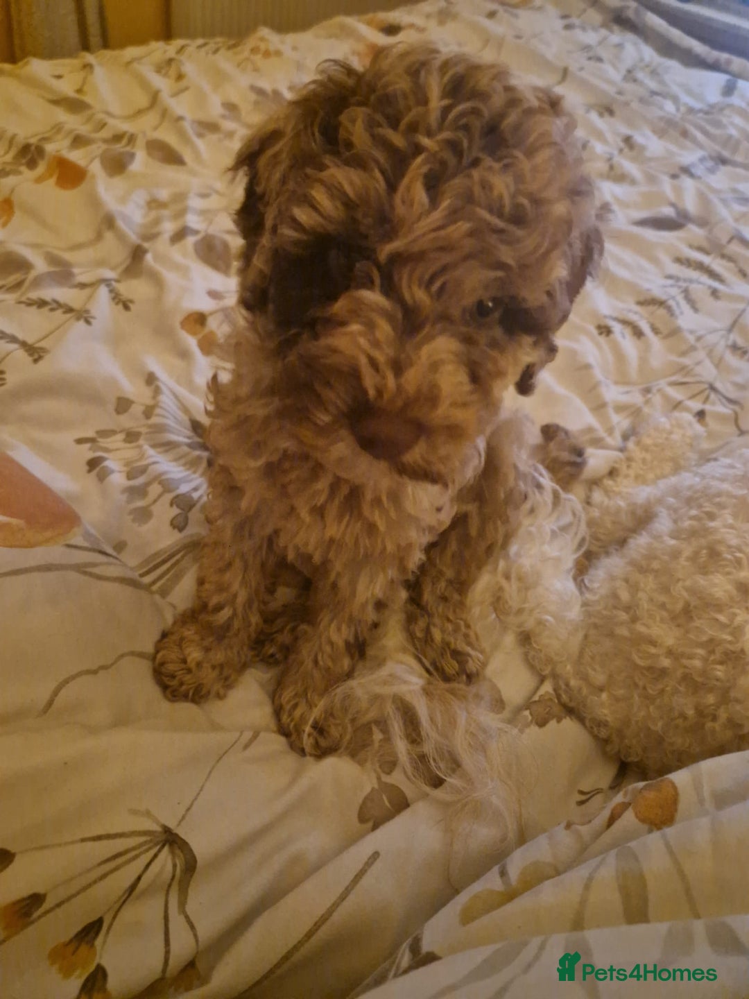 Mixed Breed dogs for sale: Choc chip merle - Advert 2