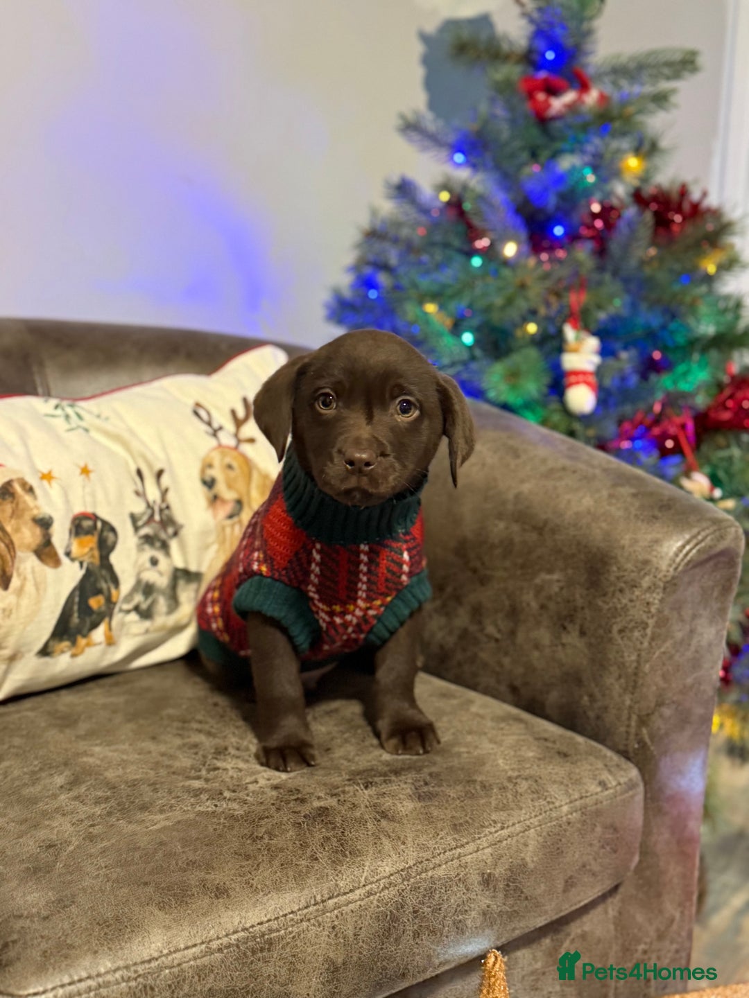 Labrador Retriever dogs for sale: KC registered chocolate Labrador  - Advert 3