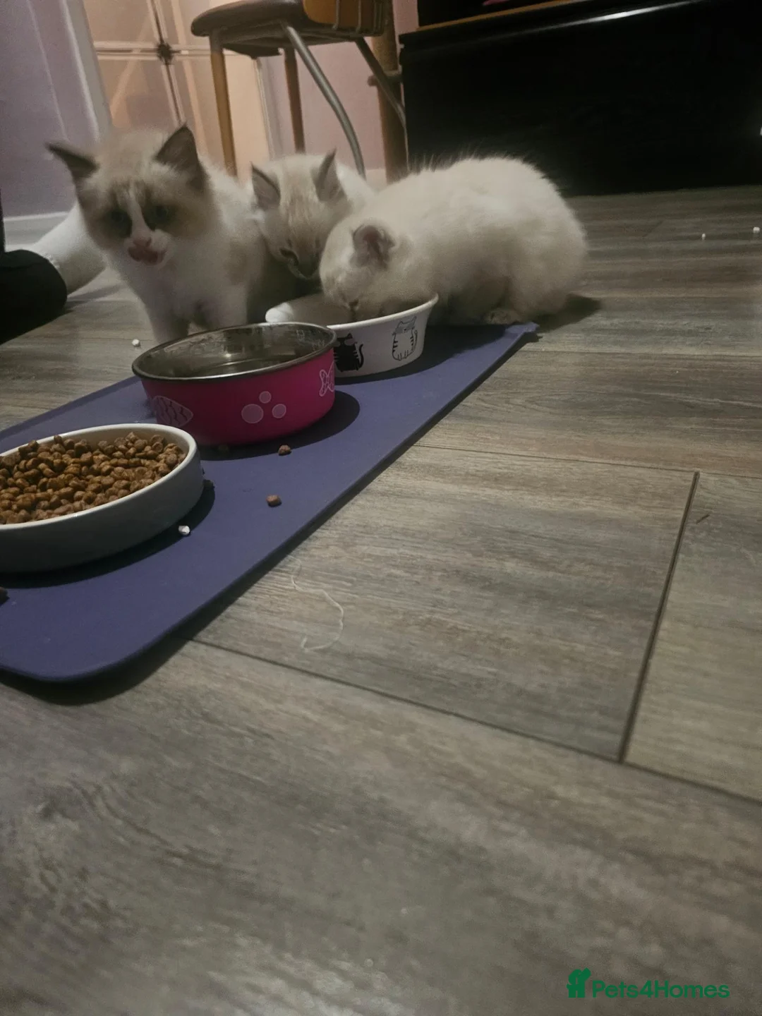 Ragdoll cats for sale: 1 ragdoll kitten boy - Advert 9