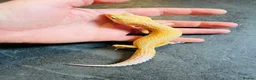 Leopard Gecko reptiles for sale: STUNNING LEOPARD GECKOS WOW AMAZING - Advert 2