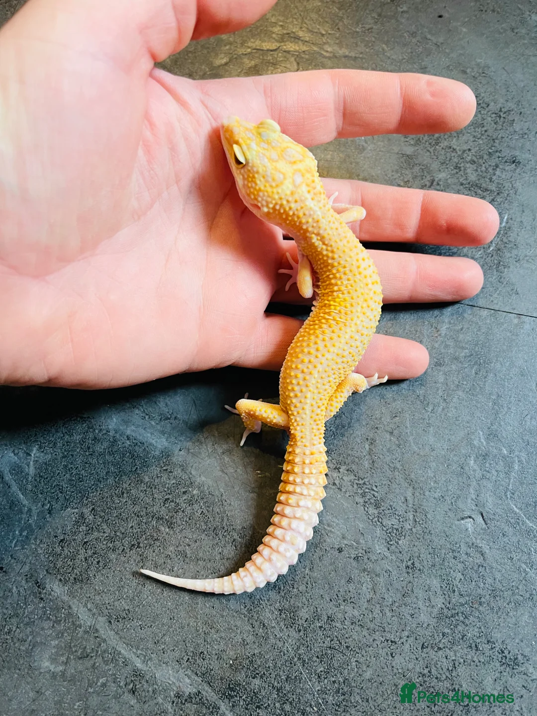 Leopard Gecko reptiles for sale: STUNNING LEOPARD GECKOS WOW AMAZING - Advert 2