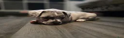 Mixed Breed dogs for sale: LAST PUP - Advert 3