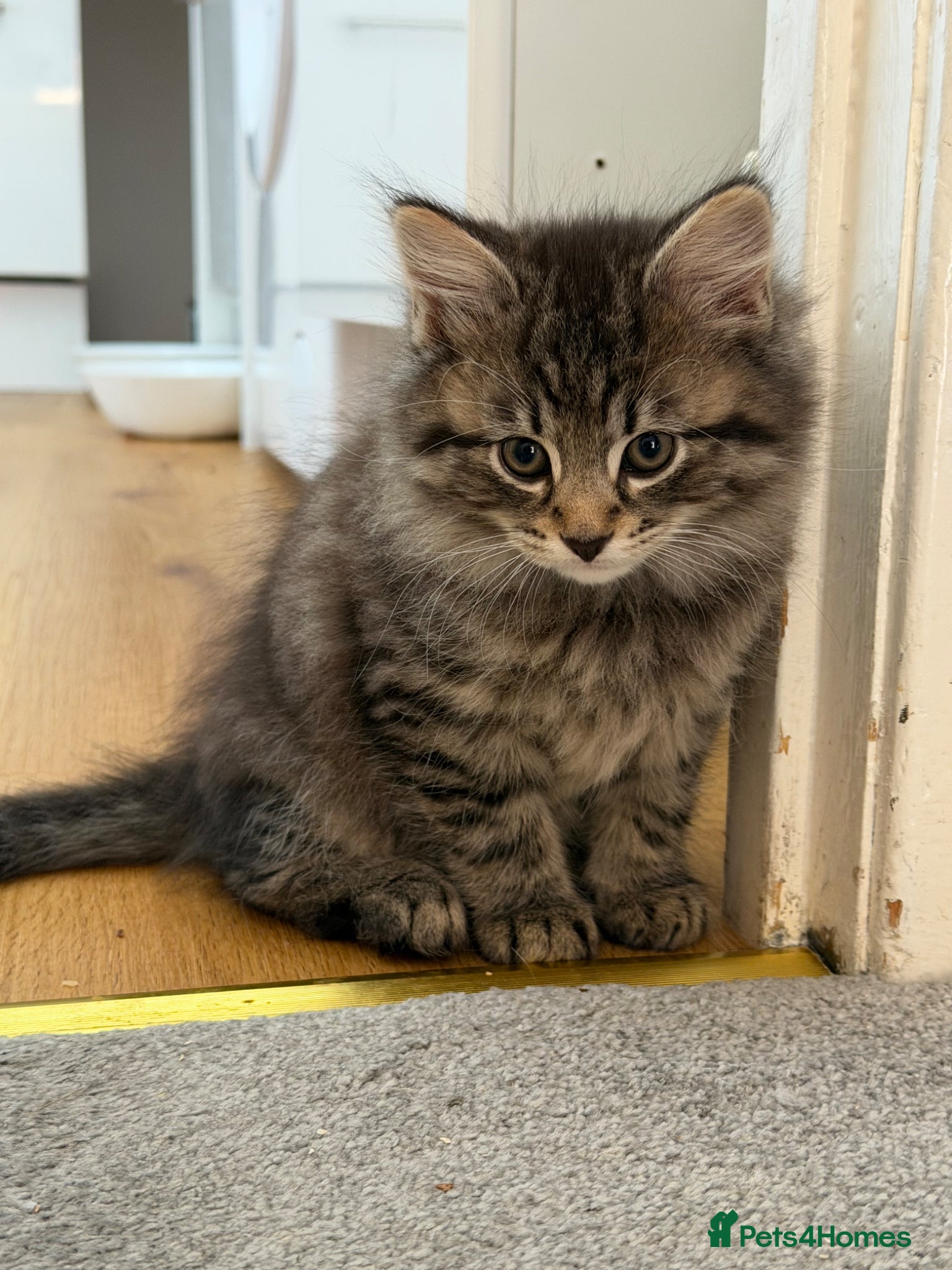 Mixed Breed cats for sale: Tabby kittens looking for there forever home - Advert 1