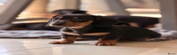 Miniature Dachshund dogs for sale: Pra hereditary clear mini smooth dachshund  - Advert 9