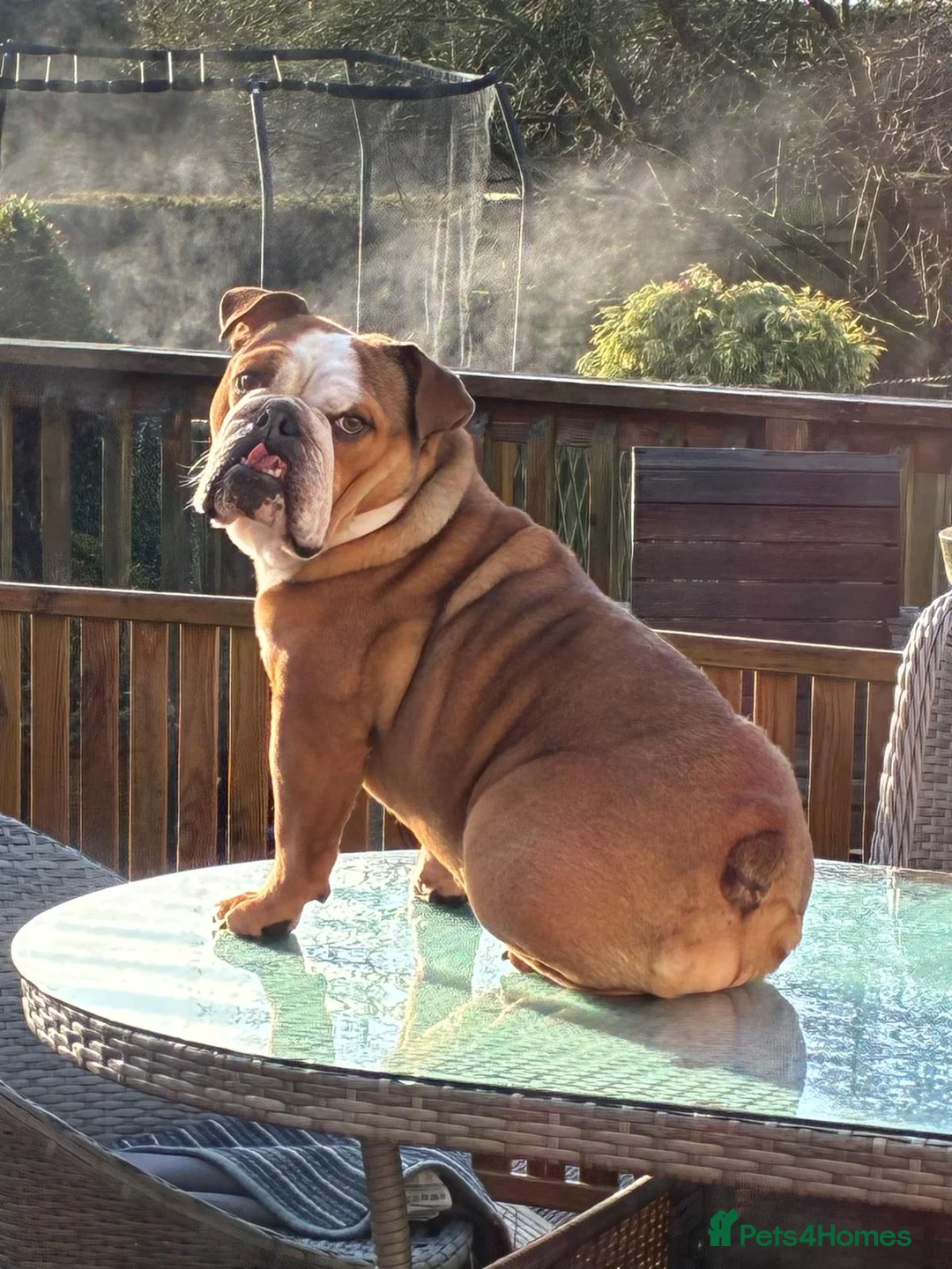 English Bulldog dogs for sale: English bulldog 5 years old - Advert 1