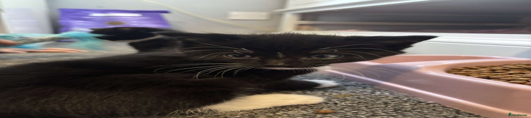 Domestic Shorthair Kitten 2