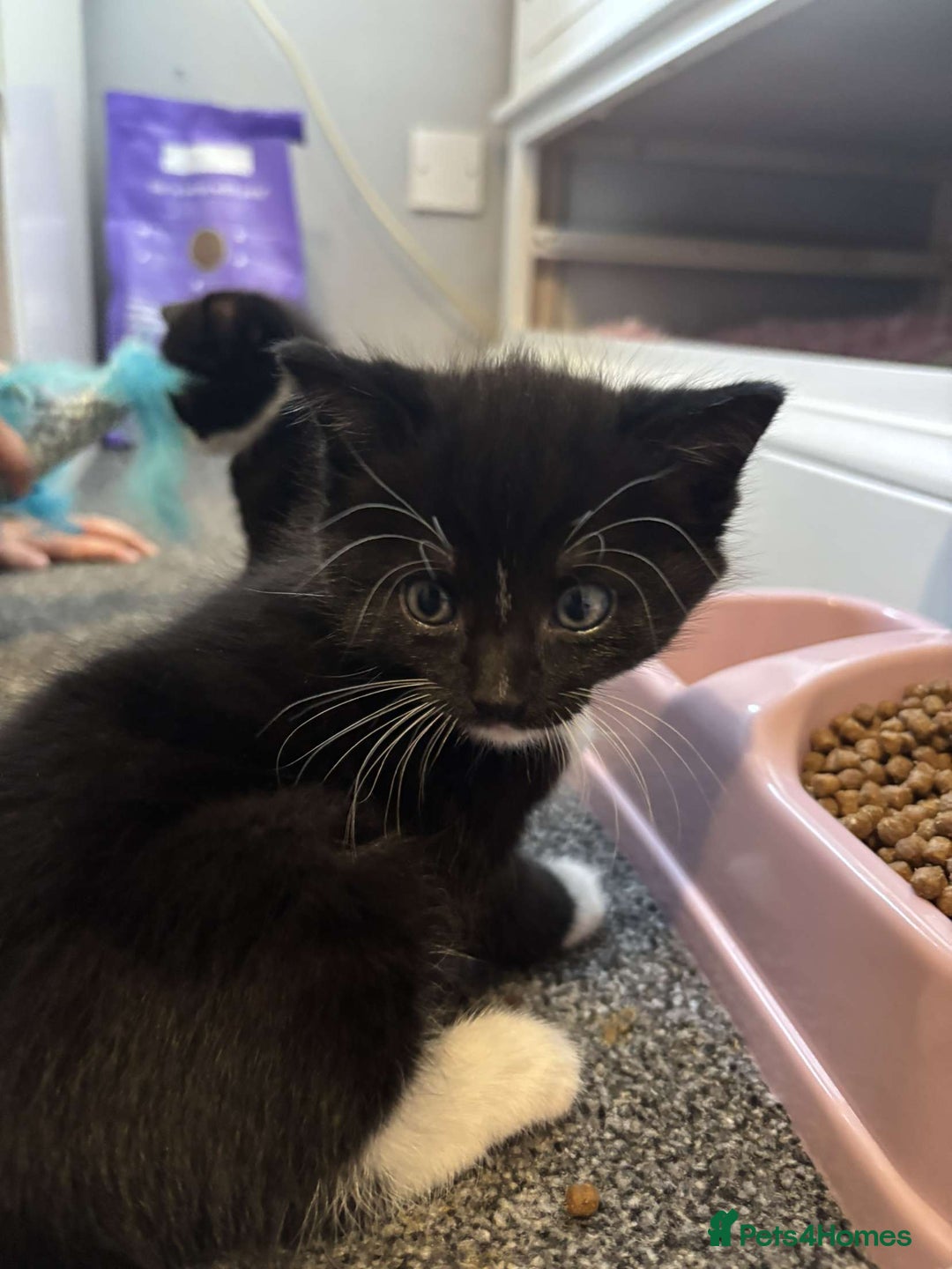 Domestic Shorthair cats for sale: 2 Girl and 1 Boy Available  - Image 6