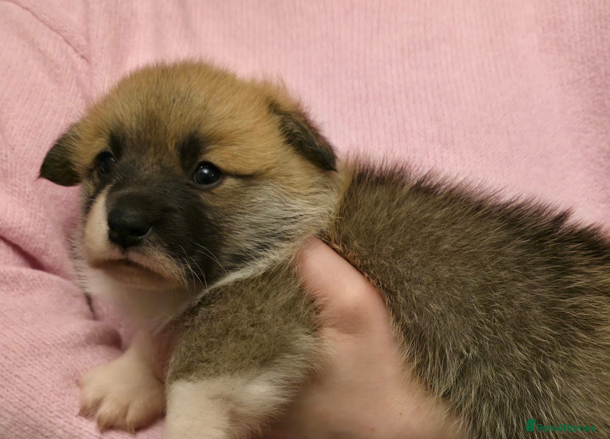 Welsh Corgi Pembroke dogs 2 Pembroke Corgi girls available - Advert 1