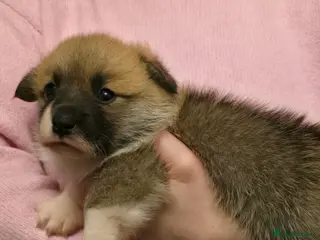 Welsh Corgi Pembroke dogs 2 Pembroke Corgi girls available - Advert 1