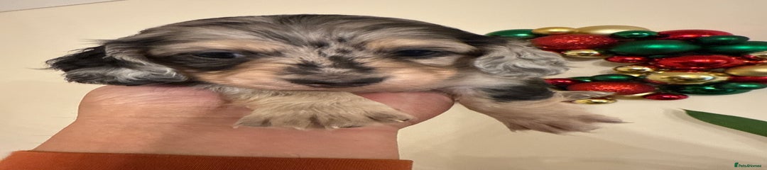 Miniature Dachshund Puppy 4