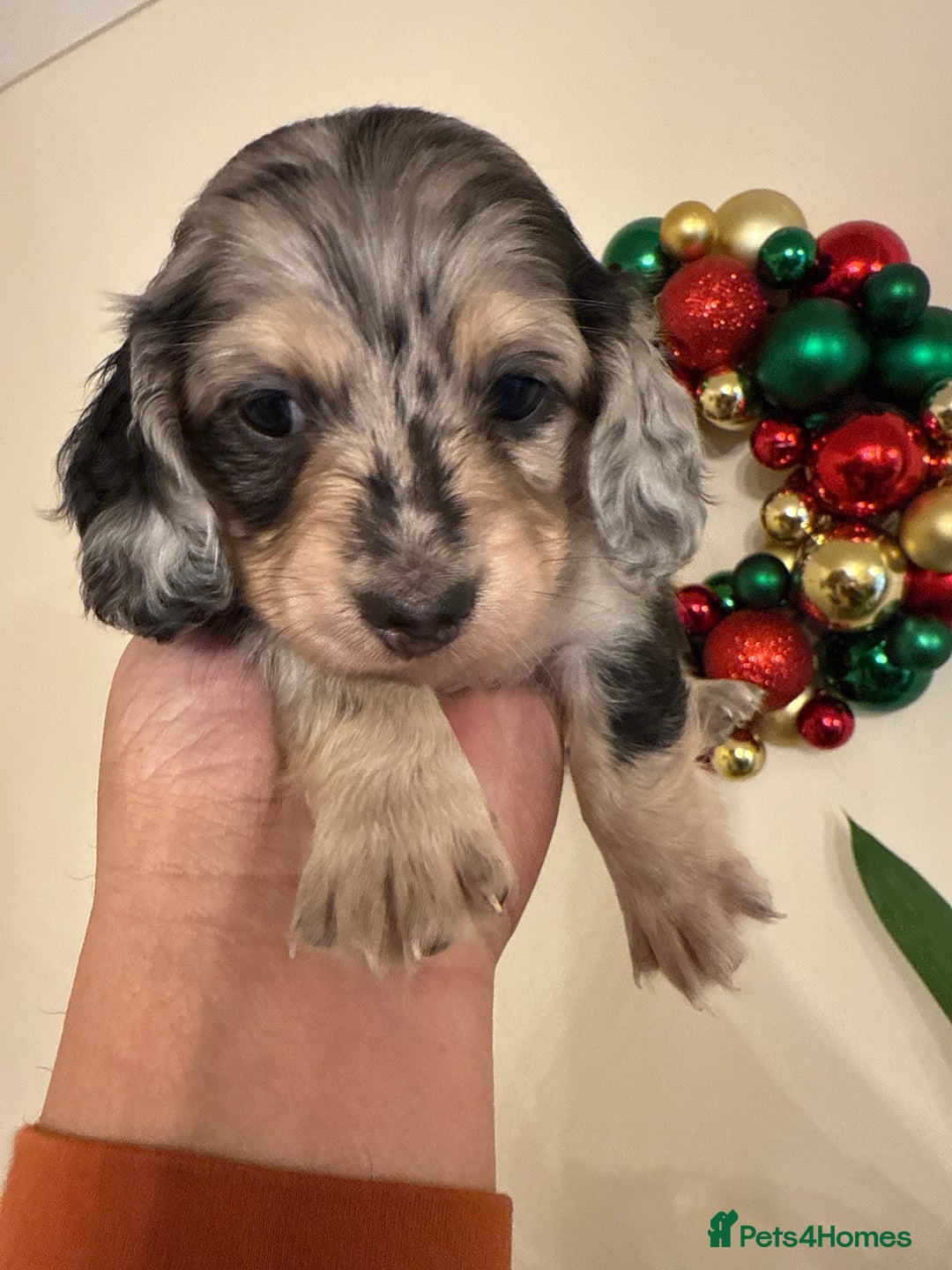 Miniature Dachshund dogs for sale: LONG HAIRED MINI DACSHUND  - Advert 13
