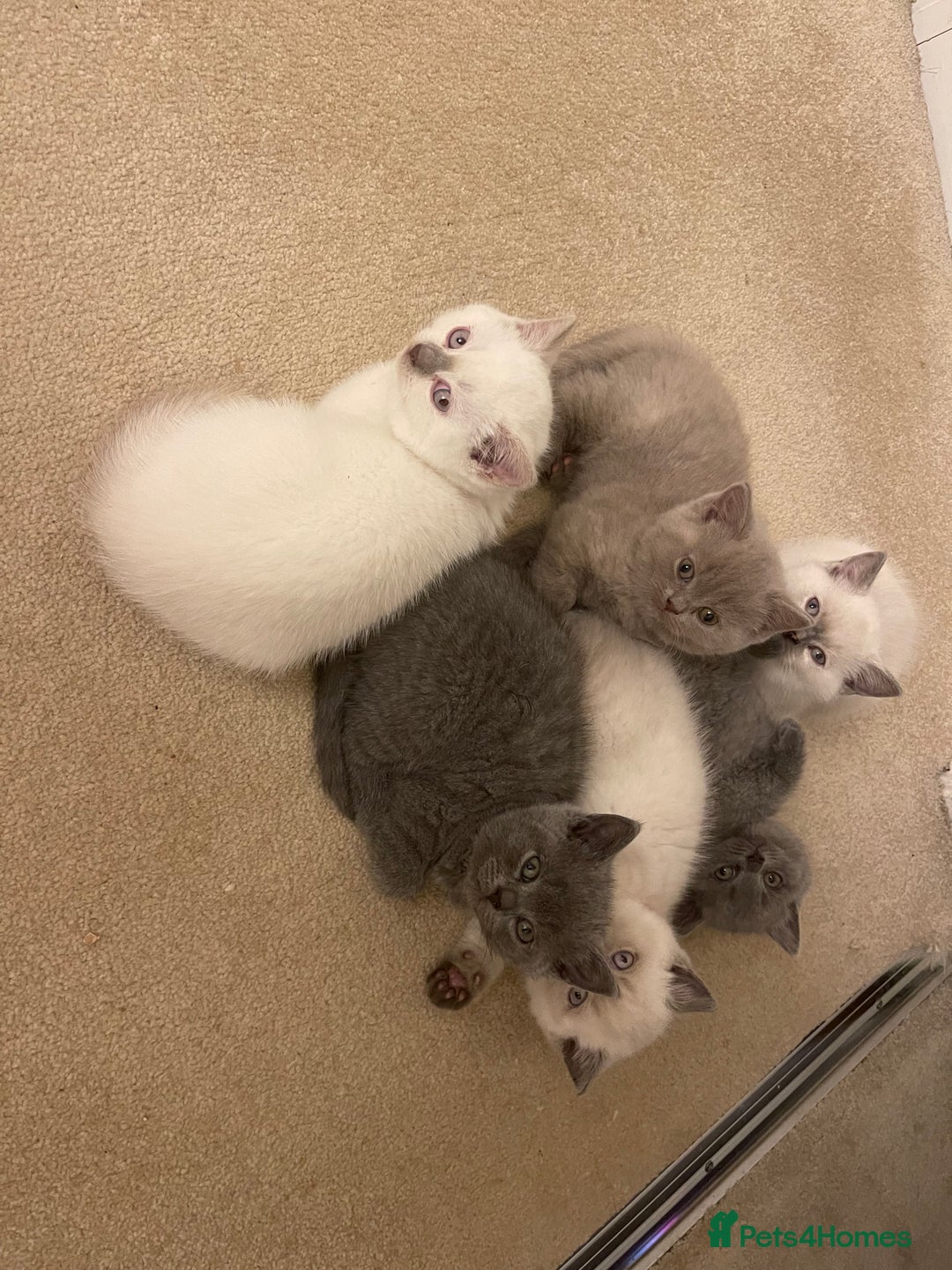 British Shorthair cats for sale: 🐱 Stunning GCCF British Shorthair Kittens  - Advert 6