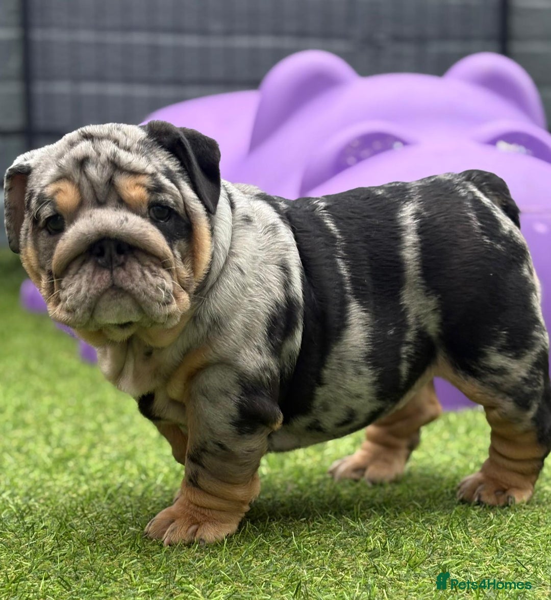 English Bulldog dogs for sale: Exceptional English Bulldog Puppies - Image 6