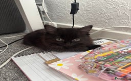 Mixed Breed cats for sale: 2 black half ragdoll kittens - Image 2