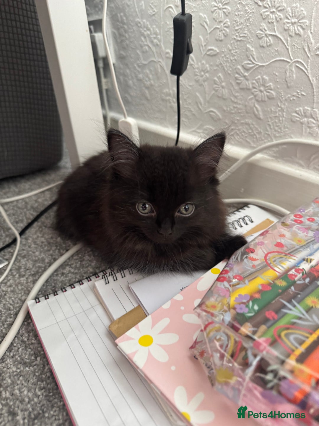 Mixed Breed cats for sale: 2 black half ragdoll kittens - Image 2