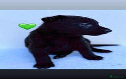 German Shepherd dogs for sale: Black Working Line German Shepherd Puppies - Image 2