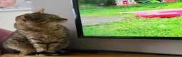 Savannah cats for sale: Stunning F4 Savannah Girl Seeking the Perfect Home - Advert 2