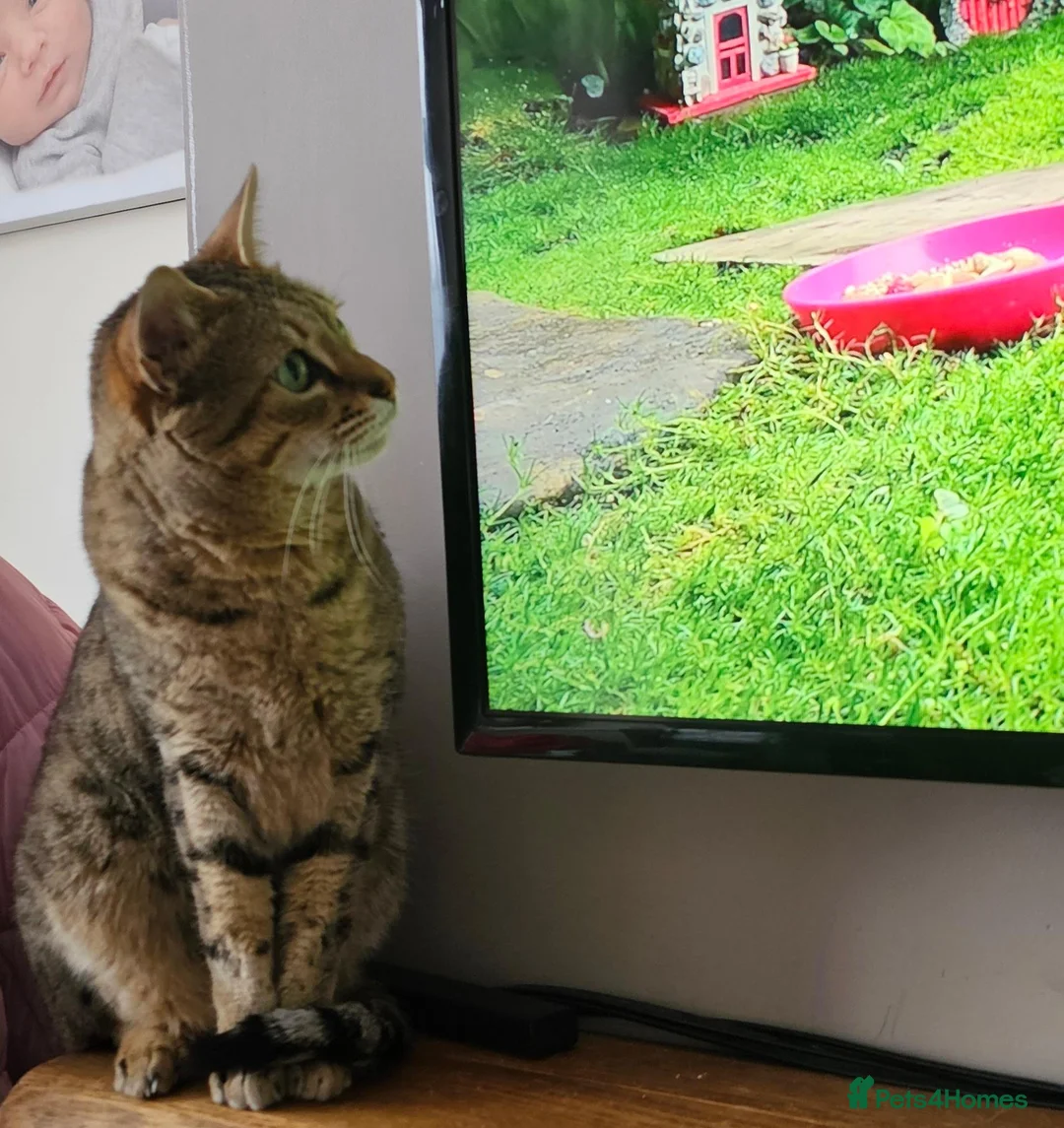 Savannah cats for sale: Stunning F4 Savannah Girl Seeking the Perfect Home - Advert 2