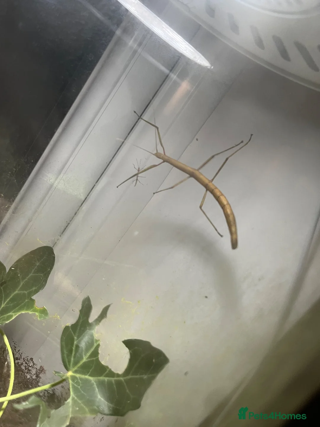 Stick Insects invertebrates for sale: Stick Insect - Indian Walking Stick in Haverfordwest - Advert 3