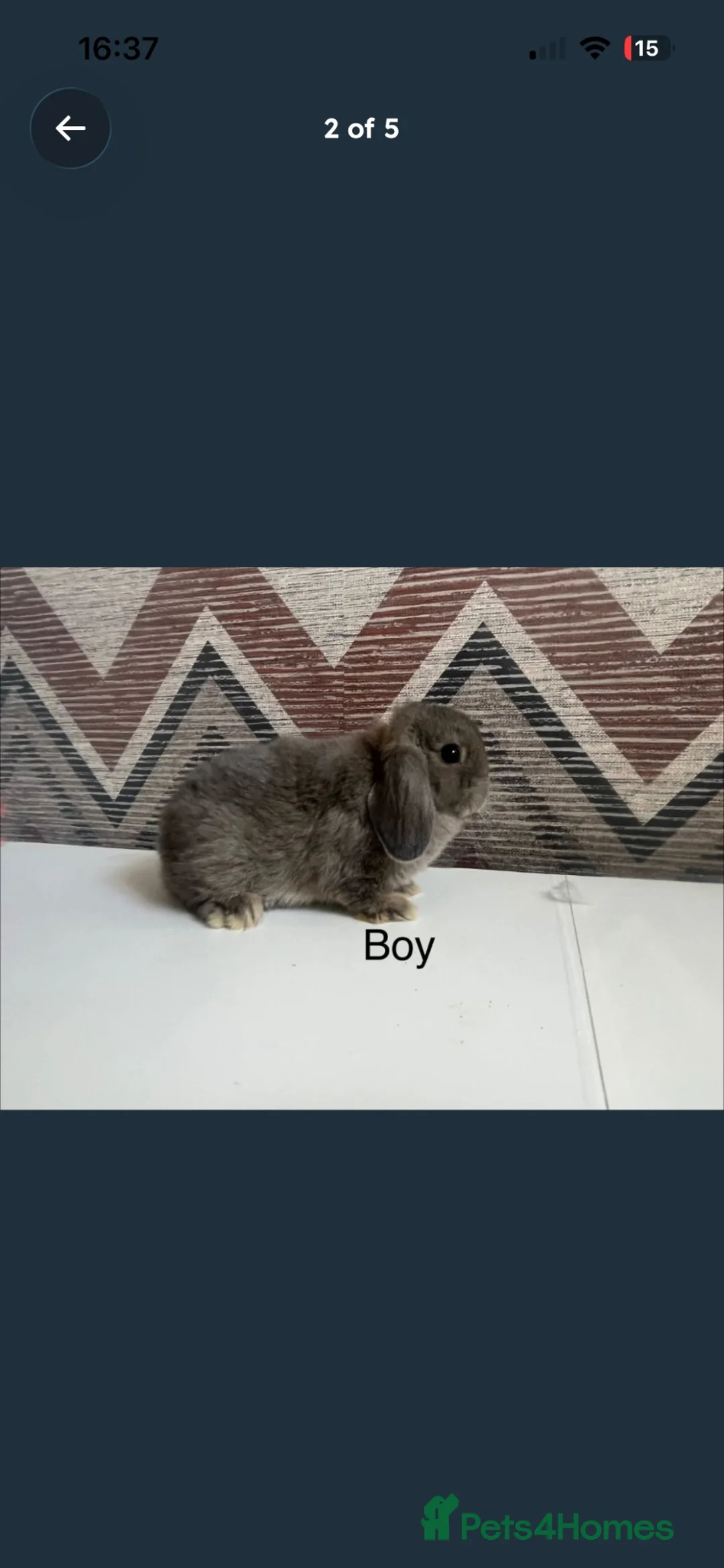 Lionhead rabbits for sale: Mini double maned lionheads  - Advert 8