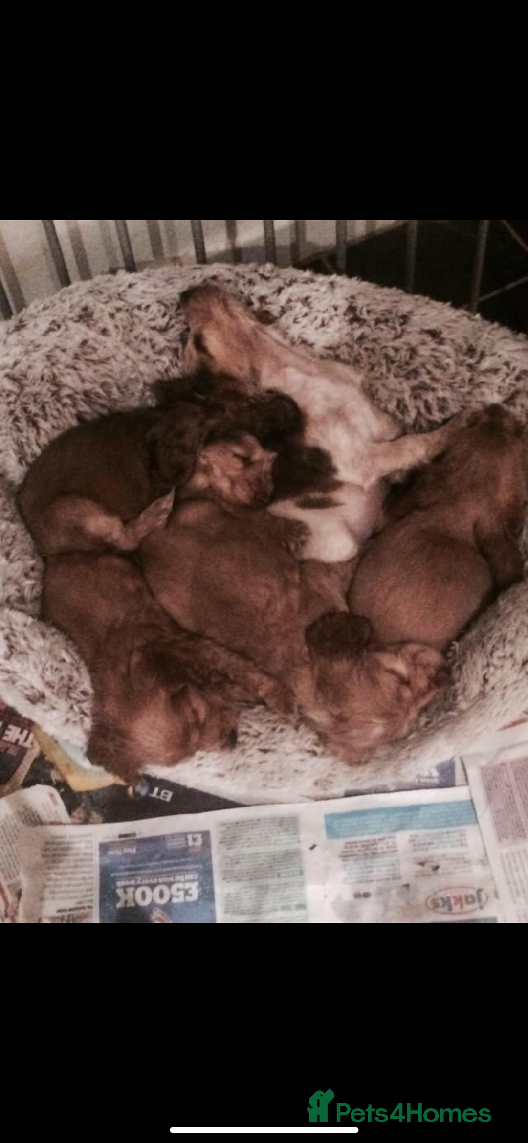 Cocker Spaniel dogs for stud: PROVEN ! Show type Cocker Spainel for stud duties  in Rugby - Image 5