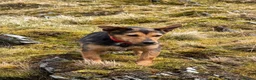 Mixed Breed dogs for sale: 3 male terrier pups in Alexandria - Advert 3